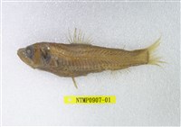 藏品(短鰭新燈籠魚)的圖片